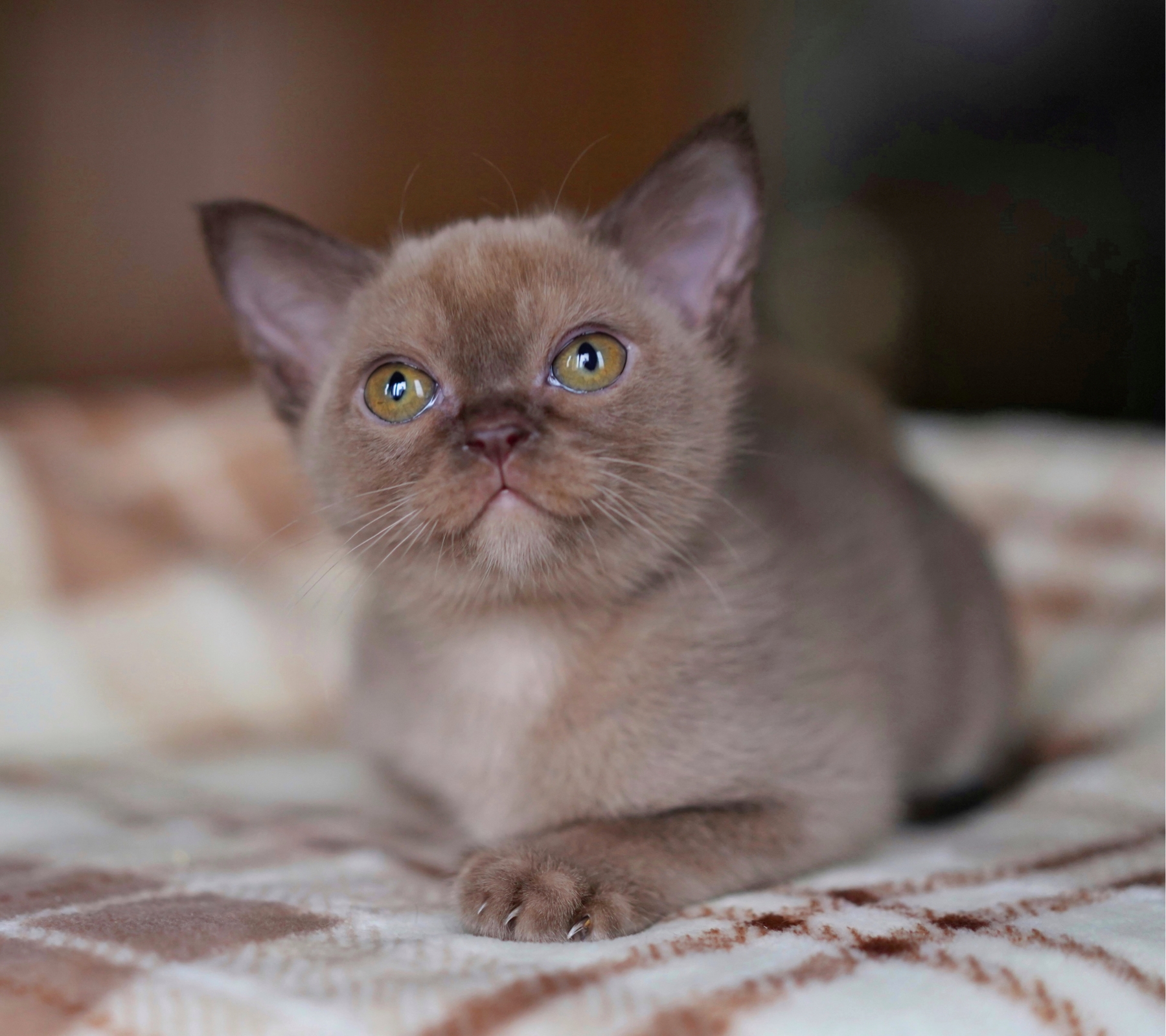 питомник бурманских кошек москва
